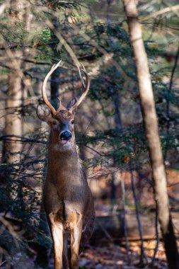 Beyaz kuyruklu geyik geyiği (odocoileus virginianus) Wisconsin ormanında dikey bir şekilde dikey duruyor.