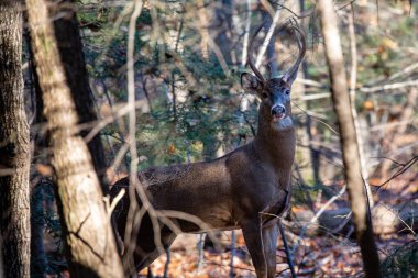 Beyaz kuyruklu geyik geyiği (odocoileus virginianus) Wisconsin ormanında yatay olarak durur.