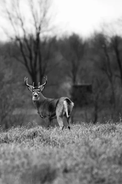 White Tailed Deer Buck Odocoileus Virginianus Wisconsin Rut Vertical — Stock Photo, Image