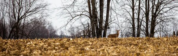 Jeleń Biały Odocoileus Virginianus Stojący Polu Kukurydzy Wisconsin Rucie Listopadowej — Zdjęcie stockowe