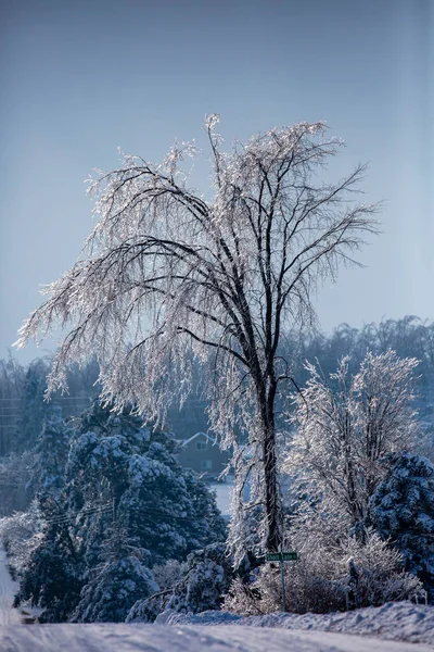 Wisconsin Gałęzie Drzew Gięcia Lodu Burzy Grudniowej Pionowe Zdjęcie Stockowe