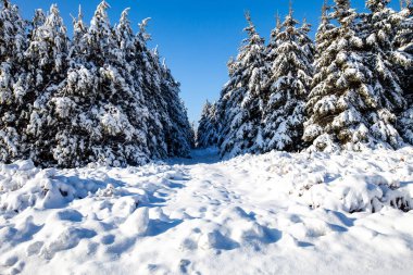 Aralık ayında Wisconsin 'de meydana gelen kar fırtınası çam ağaçlarını kaplamıştı.