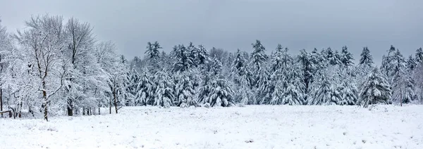 Snow covered pine and hardwood trees in Wisconsin, panorama