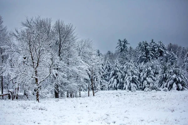 Snow covered pine and hardwood trees in Wisconsin, horizontal