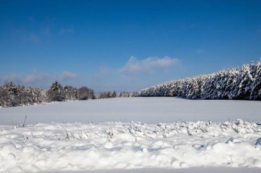 Aralık ayında Wisconsin 'de meydana gelen kar fırtınası çam ağaçlarını kaplamıştı.