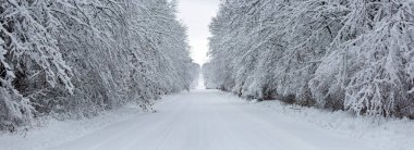 Wisconsin forest and road after a December snowstorm, panorama