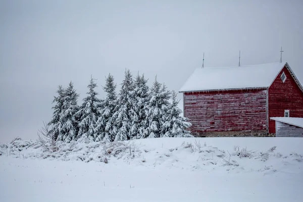 Wisconsin Red Barn Pine Trees Covered December Snow Horizontal Obrazy Stockowe bez tantiem