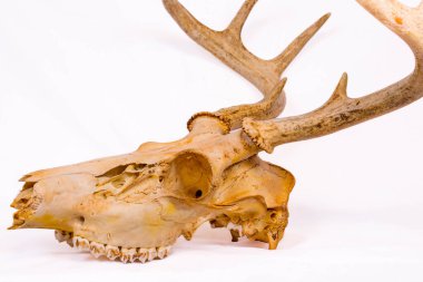 Side view of a skull from a white-taild deer buck in Wisconsin, horizontal