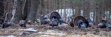 Two male wild eastern turkeys (Meleagris gallopavo) displaying and strutting in front of hens, panorama clipart