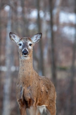 Yay kuyruklu geyik (Odocoileus virginianus) ilkbaharda dikey olarak alarmda durur.