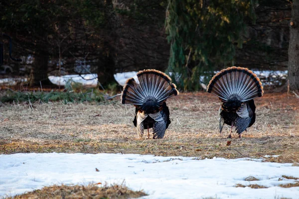 Two Wild Eastern Turkeys Meleagris Gallopavo Displaying Strutting Tail Feathers — Stock Photo, Image