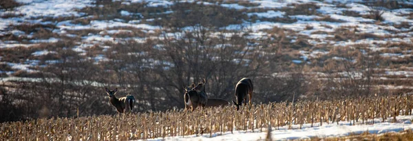 Wite Tailed Deer Odocoileus Virginianus Eating Wisconsin Cornfield Spring Panorama — Stock Photo, Image