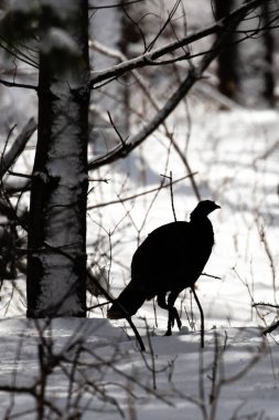 Vahşi doğu hindisi kadın silueti (Meleagris dörtnala) Wisconsin 'de dikey kar üzerinde yürüyor.