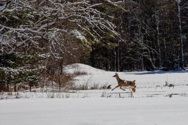 (Odocoileus virginianus) Wisconsin 'de yatay olarak koşan bir geyik.