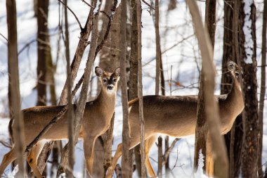 (Odocoileus virginianus) Wisconsin ormanında, yatay olarak duruyor.