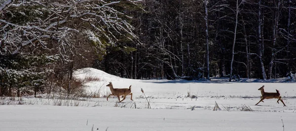 Wite Tailed Deer Odocoileus Virginianus Running Snow Covered Wisconsin Field — Stock Photo, Image