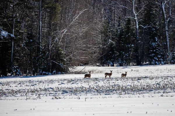 Wite-tail deer (Odocoileus virginianus) bir Wisconsin mısır tarlasında dikiliyor, yatay