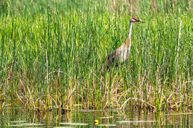Sandhill Crane (Grus canadensis) Nokomis Gölü, Wisconsin, yatay