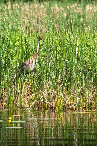 Sandhill Crane Grus Canadensis Busca Comida Lake Nokomis Wisconsin Vertical — Foto de Stock