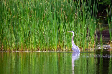 Büyük Mavi Balıkçıl (Ardea herodias) suyun içinde dikilip kuyruğuyla, yatay olarak balık arıyor.