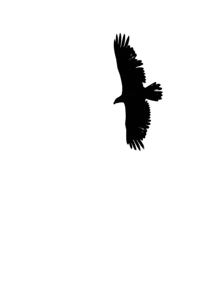 コピースペース 黒と白 垂直の白い背景に飛んでいるボールドワシ — ストック写真