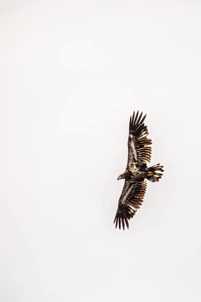 Águila Calva Haliaeetus Leuocephalus Joven Volando Sobre Fondo Blanco Con — Foto de Stock