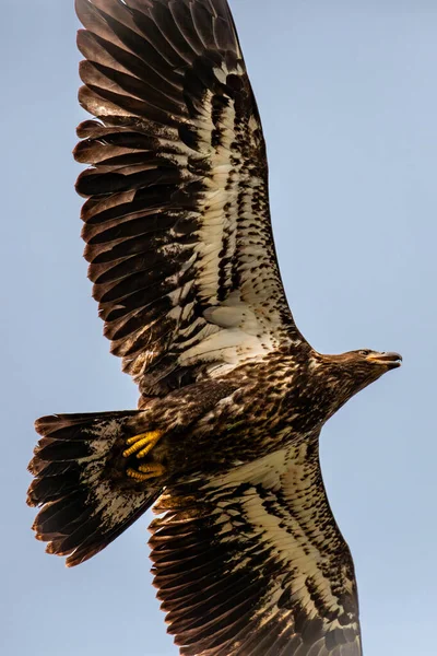 Águila Calva Haliaeetus Leuocephalus Joven Volando Bajo Cielo Azul 6494E — Foto de Stock