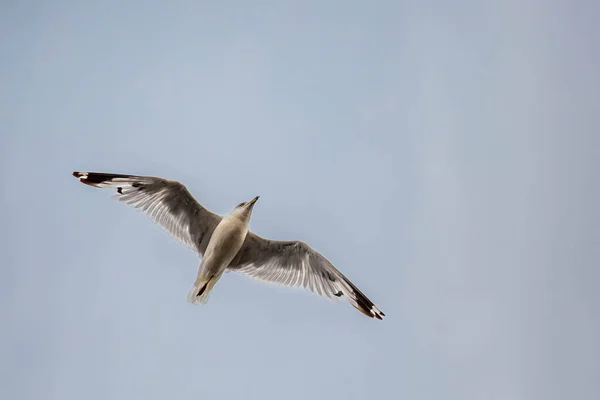 Ring Billed Gull Flying Blue Sky Copy Space Horizontal — Stock Photo, Image