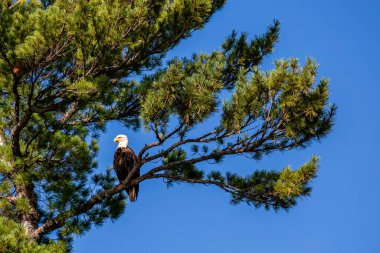 Yetişkin kel kartal (Haliaeetus leusefalus) Wisconsin 'in kuzeyindeki Gökkuşağı Şamandırası' nda bir çam ağacına tünemiştir.