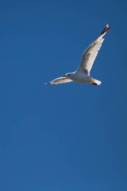 Halka gagalı Martı, mavi gökyüzünün altında fotokopi uzayı ile uçuyor.