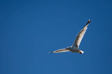 Halka gagalı martı mavi gökyüzünün altında fotokopi uzayıyla, yatay olarak uçuyor.
