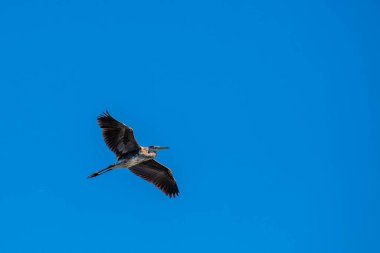 Büyük Mavi Balıkçıl (Ardea herodias) mavi gökyüzünün altında fotokopi uzayıyla, yatay