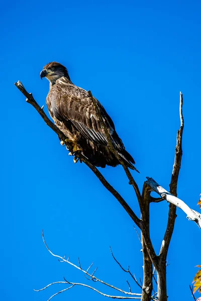 Bald Eagle Haliaeetus Leuocephalus Young Eaglet Copy Space Vertical — Stock Photo, Image