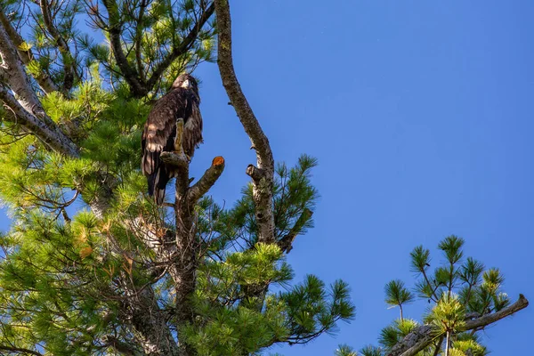 Águila Calva Haliaeetus Leuocephalus Joven Águila Camuflada Pino Con Espacio — Foto de Stock