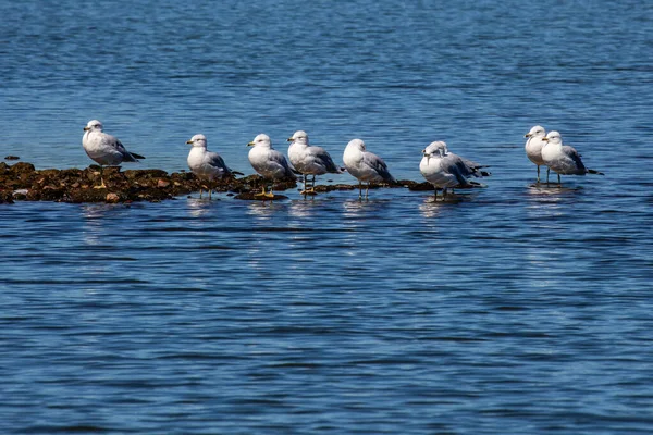 위스콘신 녹마스 호수의 더미에 서있는 Gulls — 스톡 사진