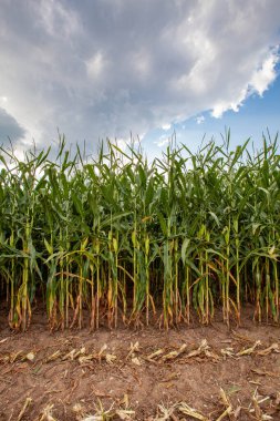 Wisconsin mısır tarlası Eylül ayının başında, dikey