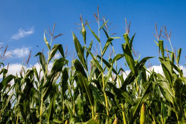 Wisconsin mısır tarlası beyaz bulutlu ve mavi gökyüzü Eylül 'de, yatay