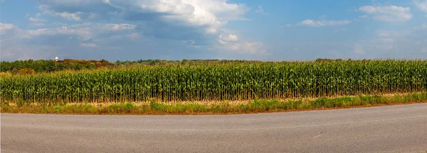 Pole Kukurydzy Wisconsin Przy Drodze Początku Zbiorów Wrześniu Panoramy — Zdjęcie stockowe