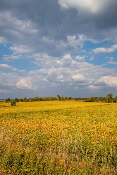 Wisconsin Sojabohnenfeld Färbt Sich September Gelb Senkrecht — Stockfoto