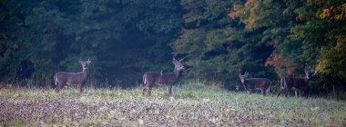 Eylül ayında Wisconsin 'deki bir tarlada dört erkek beyaz kuyruklu geyik (Odocoileus virginianus) bulunur.