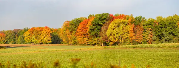 Kolorowy Las Wisconsin Obok Gruntów Rolnych Wrześniu Panorama Zdjęcia Stockowe bez tantiem