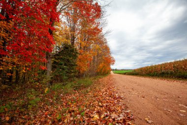 Wisconsin mısır tarlasının yanındaki renkli sonbahar ağaçları bulutlu kayaklarla, yatay