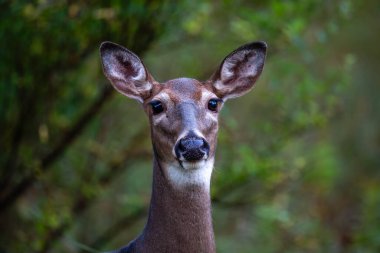 Wisconsin 'de bir beyaz kuyruklu geyiğe (odocoileus virginianus) yakın plan, yatay