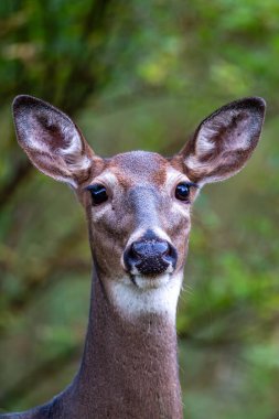 Wisconsin 'de bir beyaz kuyruklu geyiğe (odocoileus virginianus) yaklaş, dikey