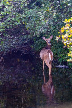 Beyaz kuyruklu geyik (odocoileus virginianus) Wisconsin deresinde dikey duruyor.