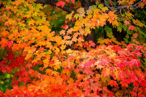 Close up of a colorful sugar maple tree in Wisconsin, horizontal