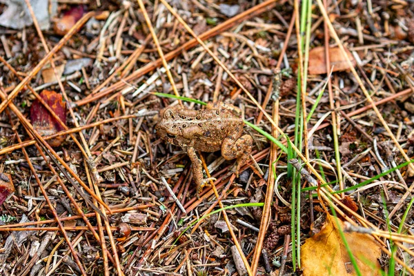 American Toad (Bufo americanus) blending his colors with the ground, horizontal