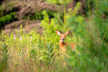 Beyaz kuyruklu geyik (Odocoileus virginianus), Wisconsin 'in orta kesimindeki çam ağacının yanında yatay olarak bulunur.
