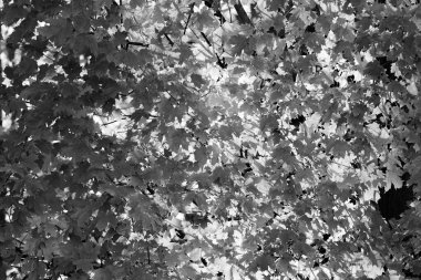 Akçaağaç ve güneş siyah beyaz ve yatay yapraklarla kaplıdır.