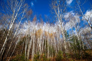 Wisconsin beyaz huş ağacı ve çam ağaçları sonbahar renkleriyle, yatay